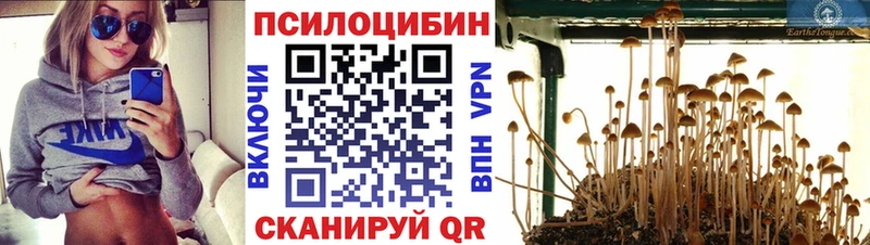 закладка Правдинск Псилоцибиновые грибы Cubensis